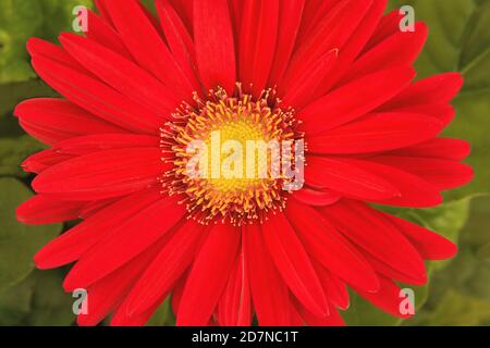 Nahaufnahme der leuchtend roten Gänseblümchen-Blüte (Gerbera jamesonii) mit einem leuchtend gelben Zentrum vor einem weichen, gedämpften Hintergrund aus grünen Blättern. Stockfoto