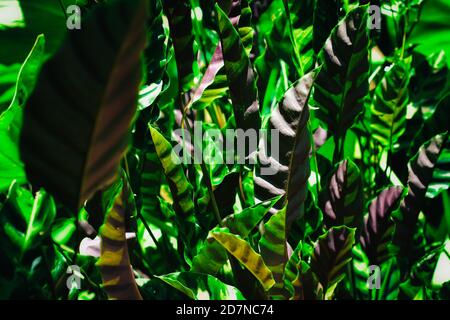 Schönes grünes Blatt mit weißen Streifen von Calathea majestica, tropische Laub Pflanze Natur Blätter Muster Stockfoto