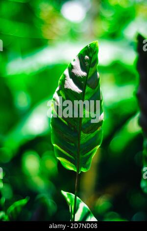 Schönes grünes Blatt mit weißen Streifen von Calathea majestica, tropische Laub Pflanze Natur Blätter Muster Stockfoto