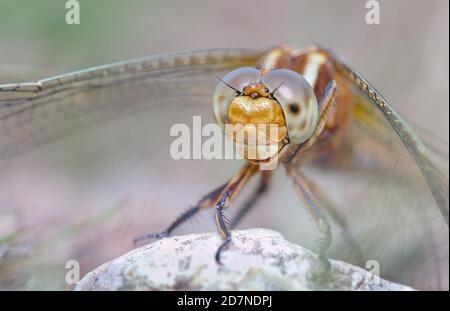 Makro-Kopfbild EINER weiblichen kieligen Skimmer Libelle, Orthetrum coerulescens, zeigt Detail seines zusammengesetzten Auges. VEREINIGTES KÖNIGREICH Stockfoto