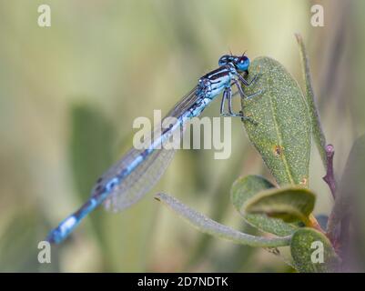 Seltene Südliche Damselfliege, Coenagrion mercuriale, thront auf EINEM Blatt, Großbritannien Stockfoto