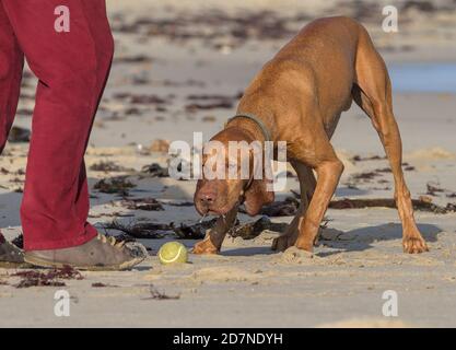 Begierig ungarischen Vizsla Hund wartet darauf, dass es Ball von IT's Owner geworfen werden, Avon Beach, Christchurch, Großbritannien Stockfoto