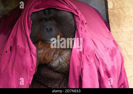 Orang-Utan unter einer Komfortdecke Stockfoto