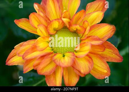 Nahaufnahme von Chrysanthemum Blumen Stockfoto