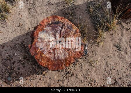 Der Petrified Forest National Park schützt die Überreste eines großen 200 Millionen Jahre alten Waldes, der jetzt in Form von versteinerten Baumstämmen steht. Stockfoto