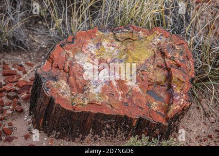 Der Petrified Forest National Park schützt die Überreste eines großen 200 Millionen Jahre alten Waldes, der jetzt in Form von versteinerten Baumstämmen steht. Stockfoto