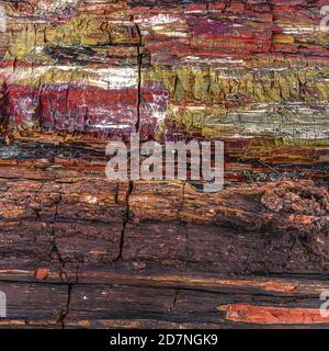 Der Petrified Forest National Park schützt die Überreste eines großen 200 Millionen Jahre alten Waldes, der jetzt in Form von versteinerten Baumstämmen steht. Stockfoto