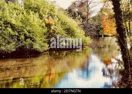 Ein schöner sonniger Herbsttag am Roath Park Lake, Cardiff, Wales. Die Blätter haben begonnen, ihre Farbe zu ändern und spiegeln sich im noch kalten Wasser. Stockfoto