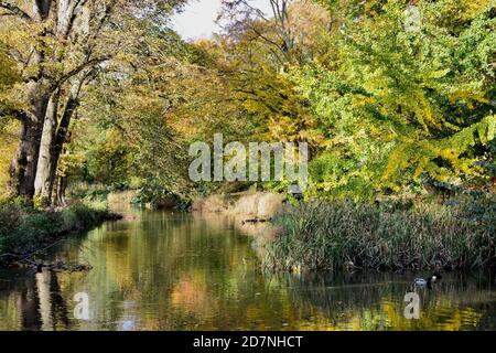 Ein schöner sonniger Herbsttag am Roath Park Lake, Cardiff, Wales. Die Blätter haben begonnen, ihre Farbe zu ändern und spiegeln sich im noch kalten Wasser. Stockfoto