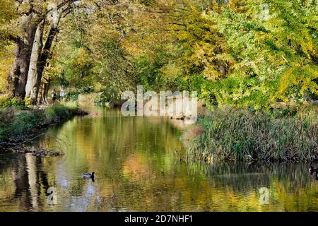 Ein schöner sonniger Herbsttag am Roath Park Lake, Cardiff, Wales. Die Blätter haben begonnen, ihre Farbe zu ändern und spiegeln sich im noch kalten Wasser. Stockfoto