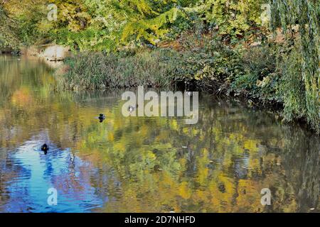 Ein schöner sonniger Herbsttag am Roath Park Lake, Cardiff, Wales. Die Blätter haben begonnen, ihre Farbe zu ändern und spiegeln sich im noch kalten Wasser. Stockfoto