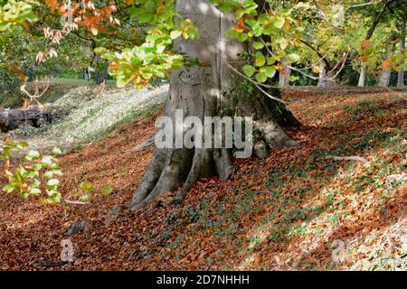 Ein schöner sonniger Herbsttag am Roath Park Lake, Cardiff, Wales. Die Blätter haben begonnen, ihre Farbe zu ändern und spiegeln sich im noch kalten Wasser. Stockfoto