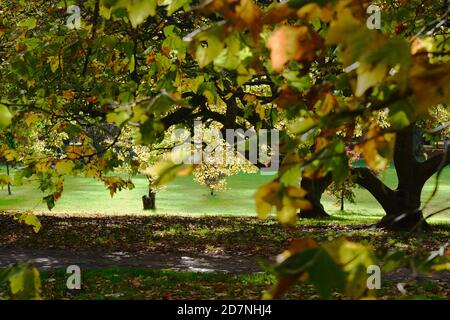 Ein schöner sonniger Herbsttag am Roath Park Lake, Cardiff, Wales. Die Blätter haben begonnen, ihre Farbe zu ändern und spiegeln sich im noch kalten Wasser. Stockfoto