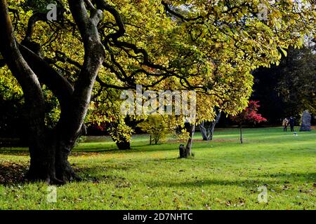 Ein schöner sonniger Herbsttag am Roath Park Lake, Cardiff, Wales. Die Blätter haben begonnen, ihre Farbe zu ändern und spiegeln sich im noch kalten Wasser. Stockfoto