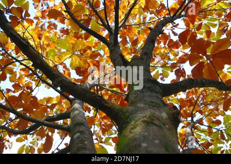 Ein schöner sonniger Herbsttag am Roath Park Lake, Cardiff, Wales. Die Blätter haben begonnen, ihre Farbe zu ändern und spiegeln sich im noch kalten Wasser. Stockfoto