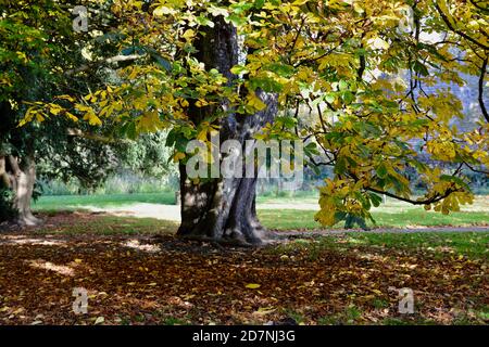 Ein schöner sonniger Herbsttag am Roath Park Lake, Cardiff, Wales. Die Blätter haben begonnen, ihre Farbe zu ändern und spiegeln sich im noch kalten Wasser. Stockfoto