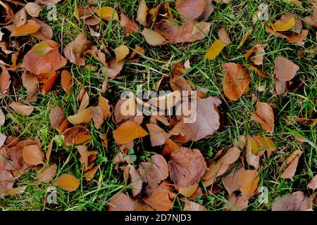 Herbstblätter fallen von den Herbstbäumen. Die gelb, Gold und braun gefärbten Blätter schaffen Formen und Muster, die dem Waldboden herrlich geben Stockfoto