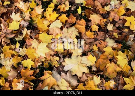 Herbstblätter fallen von den Herbstbäumen. Die gelb, Gold und braun gefärbten Blätter schaffen Formen und Muster, die dem Waldboden herrlich geben Stockfoto