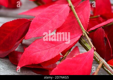 Flammender rot brennender Buscheuonymus im Herbstgarten Stockfoto