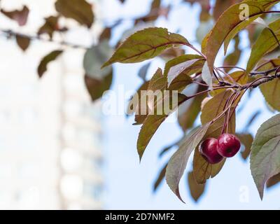 Zweige der Krabbe Apfelbaum mit reifen Früchten und verschwommen Fassade eines Hochhauses im Hintergrund am Herbsttag (Konzentrieren Sie sich auf Äpfel auf Vorverzahnung Stockfoto