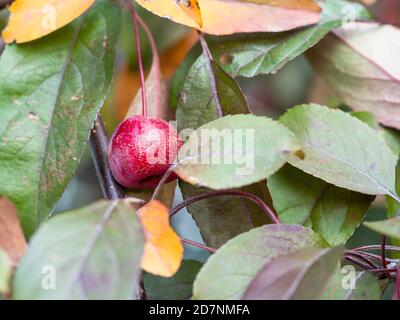 Kleine reife rote Frucht von Krabbenapfelbaum im Laub Im Stadtpark am Herbsttag (Schwerpunkt Apfel) Stockfoto