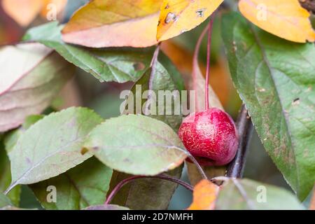 Kleine reife rote Frucht des Krabbenapfelbaums in der Nähe Grüne Blätter im Stadtpark am Herbsttag (Fokus auf den Apfel) Stockfoto