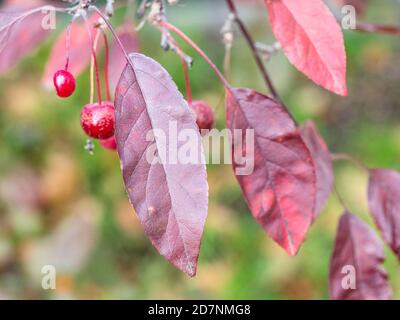 Rote Blätter von Krabbenapfelbaum Nahaufnahme im Stadtpark Am Herbsttag (Fokus auf Blatt im Vordergrund) Stockfoto