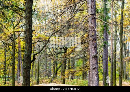 Lärche und Kiefernwald im Stadtpark am Herbsttag Stockfoto