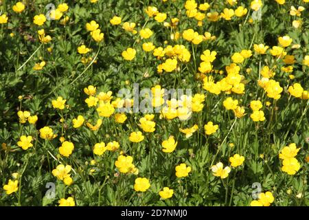 Ayrshire Meadow, Schottland, ein Wiesenfeld aus Butterblumen. Eine krautige Pflanze mit leuchtend gelben schalenförmigen Blüten, die im Grasland und als Gartengras häufig ist. Alle Arten sind giftig und werden im Allgemeinen durch Vieh vermieden.schleichende Butterblume gehört zur Familie der Ranunculus und ist für ihre schönen Blumen bekannt. Aufgrund seiner invasiven und fruchtbaren Natur wird der Butterblume jedoch von vielen als Unkraut angesehen. Buttercup-Kontrolle ist besonders schwierig bei großen Befall.der Ursprung des Namens scheint aus der Überzeugung zu stammen, dass er der Butter ihren goldenen Farbton gab Stockfoto