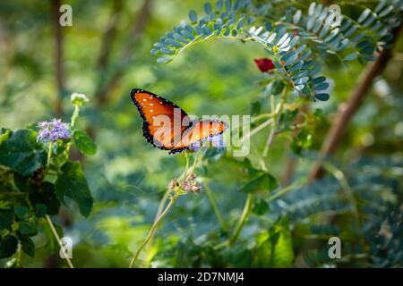 Königin Schmetterling ruht auf einer lila Blüte Stockfoto