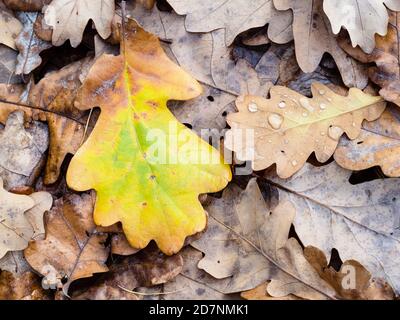 Draufsicht auf nasses farbenprächtiges gefallenes Eichenblatt aus nächster Nähe Auf der Wiese im Wald am regnerischen Herbsttag Stockfoto