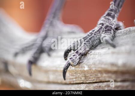 Die Krallen einer zahmen häuslichen Krähe, die in einem Baum sitzt. Nahaufnahme. Stockfoto