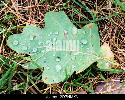 Draufsicht auf grün gefallenes Eichenblatt mit Regentropfen auf Rasen am Herbsttag Stockfoto