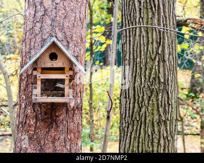 Nuthatch Vogel in alten handgefertigten Holzfutterhäuschen auf Kiefer Stamm im Stadtpark am Herbsttag Stockfoto