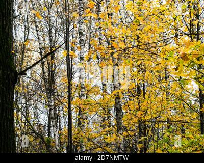 Bunte Ahornblätter und Birken im Hintergrund im Wald An regnerischen Herbsttag Stockfoto