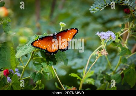 Königin Schmetterling ruht auf einer lila Blüte Stockfoto