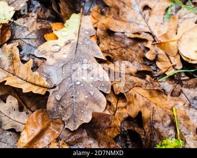 Gefallenes Eichenblatt mit Regentropfen in der Nähe auf der Wiese Wald am regnerischen Herbsttag (Fokus auf den Vordergrund der oberen Lamelle) Stockfoto
