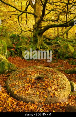 Derbyshire Peak District National Park verlassene Mühlsteine bedeckt mit herabfallenden Herbstblättern Padley Gorge Grindleford Derbyshire England GB Europa Stockfoto