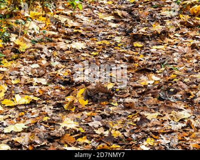 Oberfläche des Fußweges bedeckt von nassen gefallenen Blättern im Wald An regnerischen Herbsttag Stockfoto