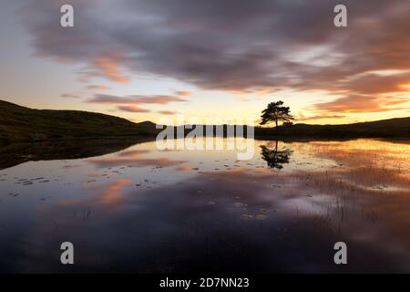 Einbunter Baum, der bei Sonnenuntergang im See reflektiert wird. Aufgenommen in Kelly Hall Tarn im Lake District, Großbritannien. Stockfoto