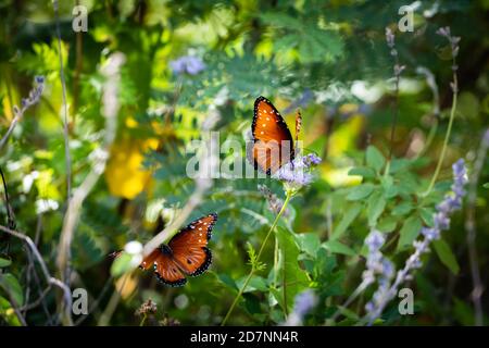 Königin Schmetterling ruht auf einer lila Blüte Stockfoto