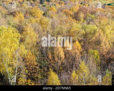 Blick über den bunten dichten Wald am sonnigen Herbsttag Stockfoto