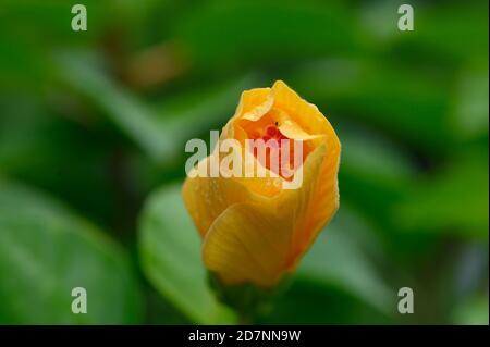 Geschlossene gelbe Hibiskusblüte Stockfoto