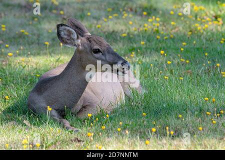 Ein junges Weibchen Weißschwanz Hirsch ruht in einem Punkt des Schattens auf Gras. Ihr Mund ist leicht geöffnet und ihre Zunge ist sichtbar. Geringe Schärfentiefe. Stockfoto