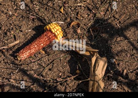 Kranke Mais auf dem Cob in einem trockenen Feld in Deutschland Stockfoto