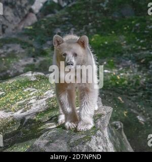 Spirit Bear Great Bear Regenwald British Columbia Stockfoto