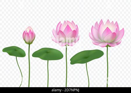 Realistischer Lotus. Rosa Wasserblume. Blühender rosa Lotus mit Blättern. Vektor-isolierter Satz. Lotusblume realistische Blüte Illustration Stock Vektor