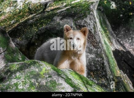 Spirit Bear Great Bear Regenwald British Columbia Stockfoto