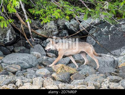 Sea Wolf Great Bear Regenwald British Columbia Stockfoto