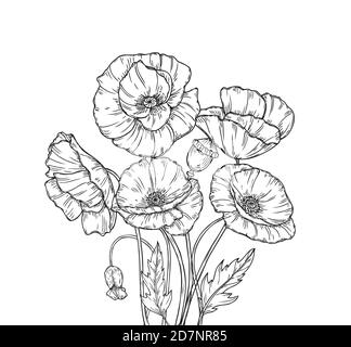 Mohnstrauß. Linie Kunst Mohnblumen Blume Skizze Zeichnung Wand Kunstwerk dekorative Pflanze Mohnblume Knospe Pflanzen Blumen Vektor Hintergrund. Bouquet von Mohn Zeichnung Linie Illustration Stock Vektor